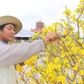 Độc đáo hàng trăm cây mai vàng nở trái mùa, rực rỡ Vesak 2025: Chủ vườn bật mí