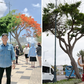 Cây phượng nửa lá nửa hoa 'độc lạ Vũng Tàu' khiến du khách ngỡ ngàng hè 2025