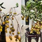 Vải thiều mùa hè 2025 'gây sốt' vì lý do ít ai ngờ: Không chỉ để ăn
