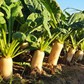 Nông dân đổi đời nhờ trồng củ cải và hành tím trên đất giồng cát