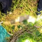 Tạm dừng hoạt động dù lượn ở bán đảo Sơn Trà sau vụ tai nạn chết người