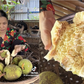 Ăn trái sa kê chín thành 'trend' mạng xã hội: Vị ra sao mà nhiều người tò mò?