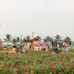 Cánh đồng hoa tết mới toanh vừa mở cửa ‘gây sốt’
