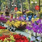 Hội hoa xuân, chợ hoa Tết Bính Ngọ ở TP.HCM có gì đặc biệt?