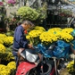 Người Sài Gòn giải cứu cúc mâm xôi, tiệm hoa tết mỗi ngày bán cả trăm chậu