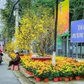 Tết Nguyên đán 2026: Khánh Hòa cho phép bán hoa tết trên vỉa hè