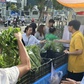 Rau sạch 'cháy hàng' giữa TP.HCM, từ vườn quê lên bàn ăn cuối tuần