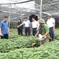 Định danh giá trị sâm Việt: Sâm 'dỏm' hay cái tên bị đánh tráo?