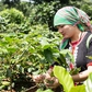 Hạt cà phê có 'căn cước', mang hương vị hòa bình