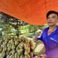 Tăng mạnh trở lại, giá sầu riêng lên gần 100.000 đồng/kg