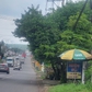 Cây xanh vươn ra đường