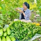 Cô gái Việt cải tạo mảnh đất hoang ở Nhật thành vườn rau xanh mướt