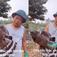 Đi thăm vườn rau, bất ngờ phát hiện diều hoa Miến Điện mắc lưới
