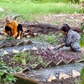 Nhập thế của người con Phật