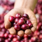 Cuộc ‘trỗi dậy’ của cà phê Fine Robusta Việt Nam