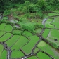 Mối lương duyên 'độc nhất vô nhị' giữa giếng cổ Chăm ngàn năm và loại rau lạ