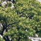 Mùi hoa sữa nồng nặc: Người tìm để ngửi, người nín thở tránh xa