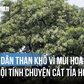 Tranh cãi mùi hoa sữa: Thoảng qua thì thơm, ở gần lại thành nỗi khổ
