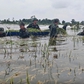 Mưa lũ bất thường, nông nghiệp thiệt hại nặng