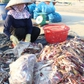 'Nghề lạ' mưu sinh ở Đà Nẵng: Nhặt hải sản dạt bán cho người nuôi tôm hùm