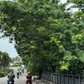 Tán cây che khuất tầm nhìn