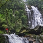 Báu vật rừng già: Tiềm năng chờ đánh thức