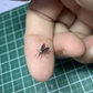 Nhiều người dành 30.000 đồng mua một 'con muỗi'
