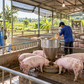 Giá heo hơi hôm nay 21.10.2026: Thấp nhất 47.000 đồng/kg