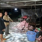 Triệt phá lò mổ heo bệnh, heo chết bán để sản xuất giò chả ở Đồng Nai