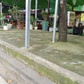 Nhiều gốc cây bị trám kín xi măng