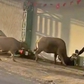 Hai con trâu 'đại náo' làng quê, húc nhiều người bị thương ở Lâm Đồng