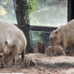 Thảo Cầm Viên đón 3 capybara con, mới sinh đã có răng, vài giờ sau biết đi