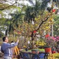Chiêm ngưỡng dàn mai cổ thụ tiền tỉ tại chợ hoa Tết Bính Ngọ