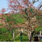 Hoa gạo đỏ rực giữa đại ngàn Trường Sơn ở ngã ba Bến Giằng