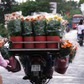 Phải có 'giấy thông hành' mới được chở hoa kiểng tết đi bán là bịa đặt