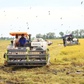 Nông dân sốt ruột vì giá xăng dầu tăng nhưng giá lúa giảm mạnh