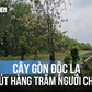 Cây gòn độc lạ nằm ngang dòng kênh ở TP.HCM thu hút hàng trăm người check-in