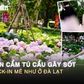 Vườn cẩm tú cầu gây sốt ở trung tâm TP.HCM, check-in mê như ở Đà Lạt