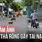Chó thả rông lộng hành, người dân không dám đi đường