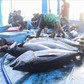 'Làn bơi' qua Mỹ của cá ngừ gặp nhiều rào cản