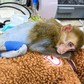 Khỉ bị cắt đuôi, liệt 2 chân: Sự thật phía sau khiến nhiều người xót xa