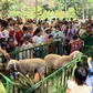 Rùa, vẹt, cừu… diễu hành mừng 162 năm Thảo Cầm Viên, trẻ em thích thú