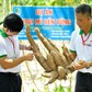 Nhật Bản hỗ trợ mô hình trồng khoai mì xanh tại Việt Nam do Ajinomoto dẫn dắt