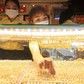 Giá vàng tăng trên 170 triệu đồng/lượng
