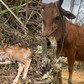 Bò mẹ kêu 'cầu cứu' khi bê con 2 ngày tuổi ngã xuống vực