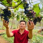 Thạc sĩ bỏ việc ổn định, trồng nho trên đất bazan: Thu hơn 1 tỉ/năm