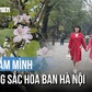 'Nàng thơ' xúng xính chụp hình cùng hoa ban Hà Nội