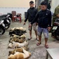 Bắt 2 nghi phạm trộm chó mang súng tự chế và kích điện