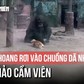Mèo hoang rơi vào chuồng dã nhân ở Thảo Cầm Viên, được giải cứu an toàn