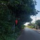 Cây xanh xòe tán ra đường